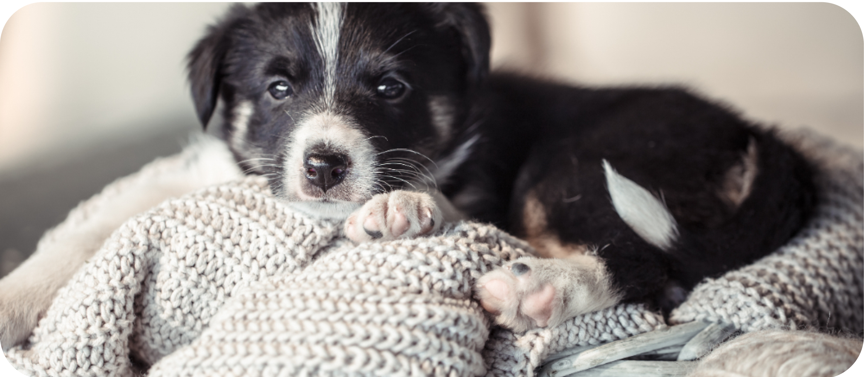 segitseg-kolyokkutya-erkezett